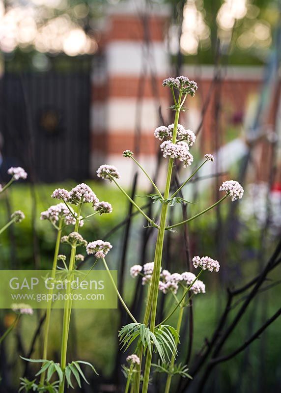 valeriana officinalis - The Living Legacy Garden. RHS Chelsea Flower Show 2015