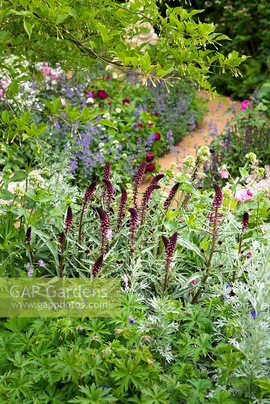 The M and G Garden - The Retreat. View of flowerbed with Lysimachia atropurpurea beaujolais, Artemisia absinthium 'Lambrook Silver'