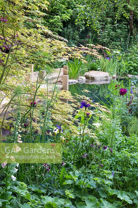 Annie Green-Armytage. The M and G Garden - The Retreat. Detail of planting next to swimming pond with wooden boardwalk. Rosa 'Nuits de Young', Acer palmatum, Digitalis purpurea 'Sutton's Apricot', Ammi majus, Alchemilla mollis and Iris 'Titan's Glory'
