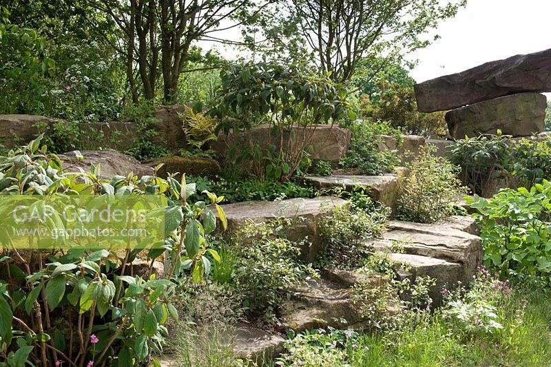 Naturalistic recreation of Trout stream and Paxton's rockery. Rock bank with viburnums.  The Laurent-Perrier Chatsworth Garden. RHS Chelsea Flower Show, 2015