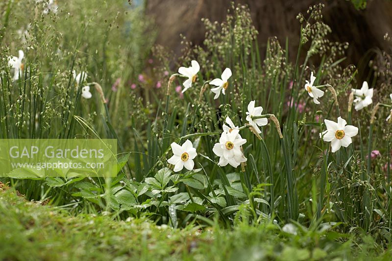 Narcissus Poeticus - pheasant's eye daffodil with Briza Media.  The Laurent-Perrier Chatsworth Garden. RHS Chelsea Flower Show 2015