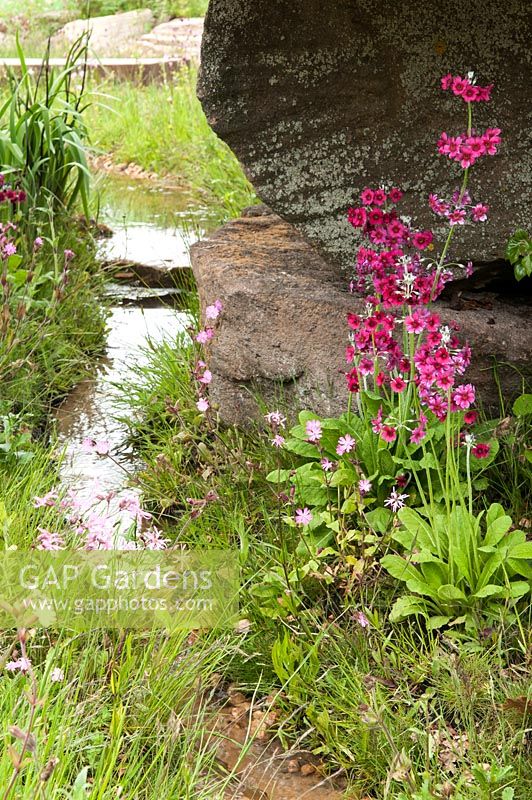 Stream meandering though a rock garden with Primula candelanra 'japonica' and Ragged Robin Lychnis flos-cuculi  growing amongst the grass bythe water. The Laurent-Perrier Chatsworth Garden, RHS Chelsea Flower Show, 2015