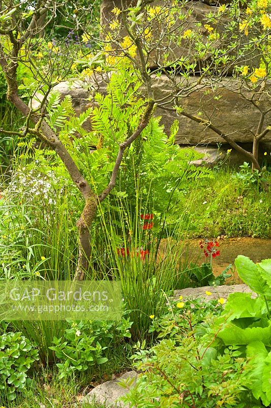Laurent-Perrier Chatsworth Garden. Naturalistic style planting