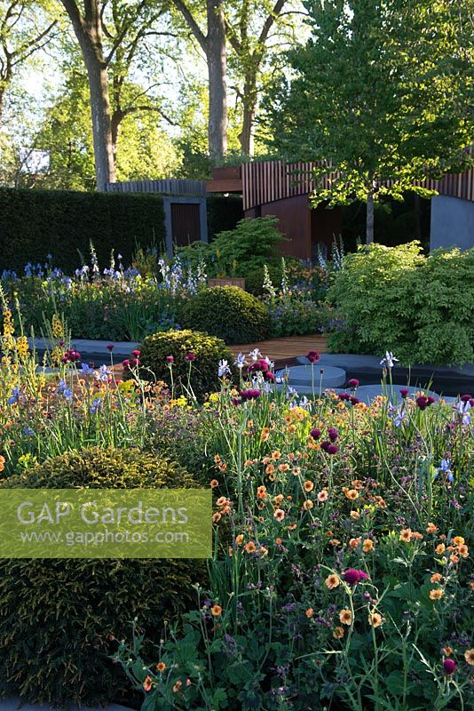 The Homebase Garden - Urban Retreat. View of flowerbed with Geum 'Totally Tangerine', Iris sibirica, Cirsium rivulare 'Atropupureum' and Taxus Baccata. 