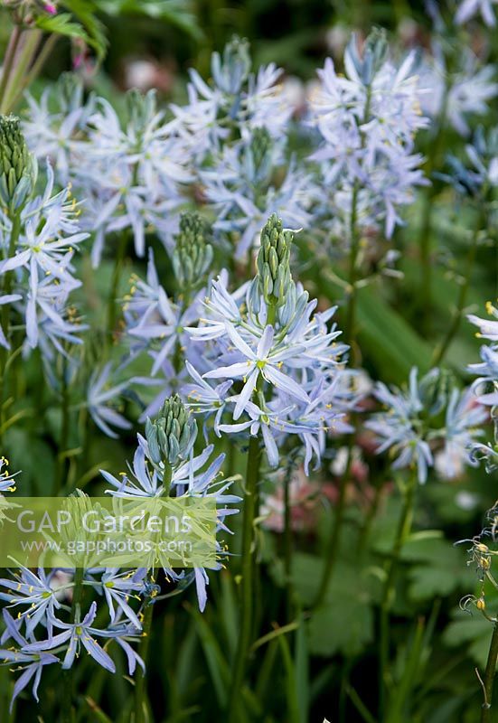 The Morgan Stanley Healthy Cities Garden Camassia leichtlinii 'Blue Heaven' 