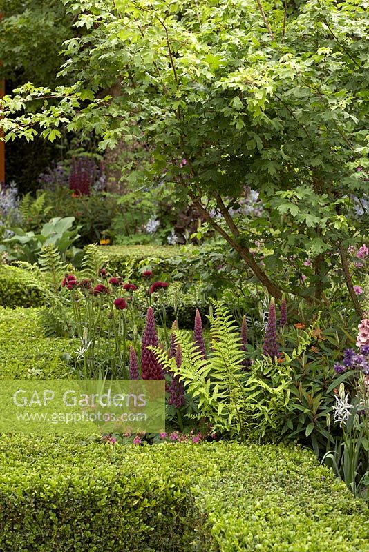 The Morgan Stanley Healthy Cities Garden.  Acer campestre, Lupinus 'Masterpiece', Cercium rivulare atropurpureum, ferns and box edging. 