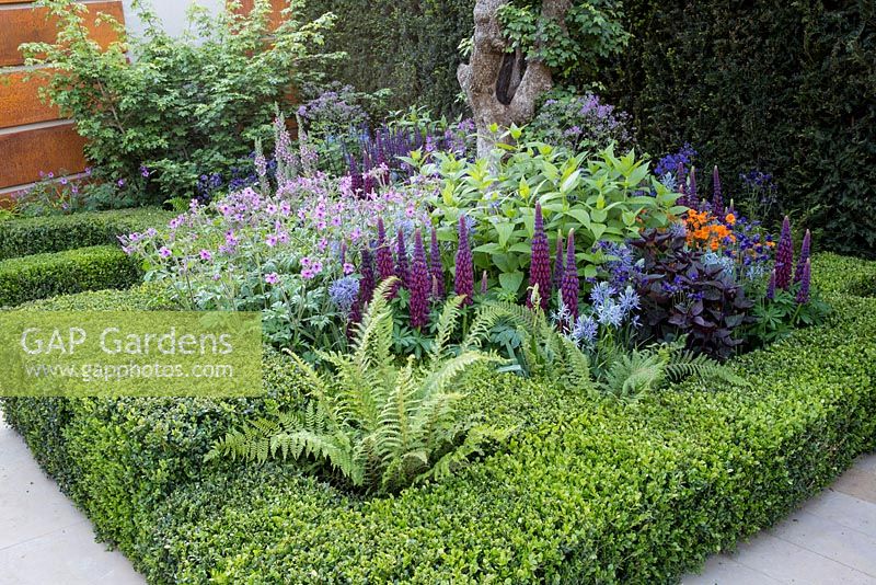 Morgan Stanley Healthy Cities garden. Buxus sempervirens clipped hedge with fern growing through, mixed herbaceous border, planting of Lupinus 'Masterpiece', Geum 'Princess Juliana', Verbascum 'Merlin', Camassia and Geranium against yew hedge 