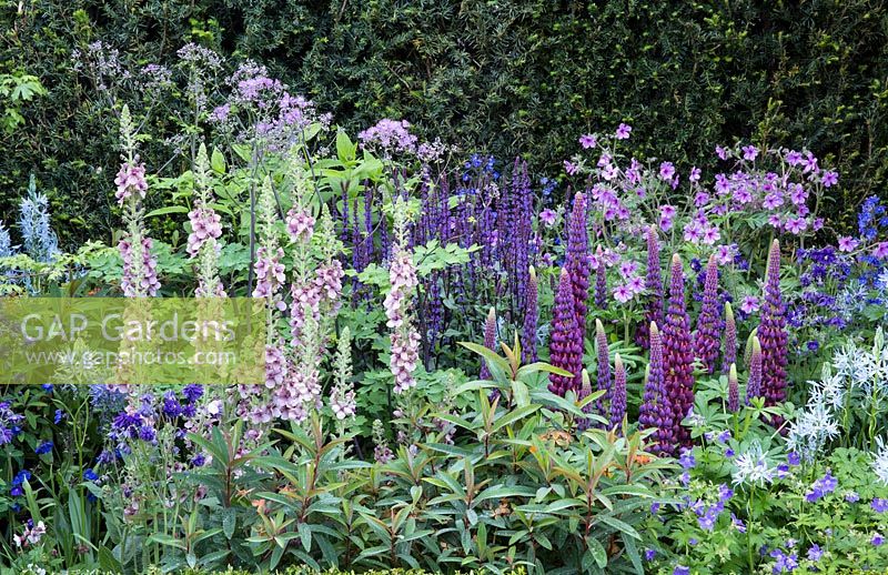 Morgan Stanley Healthy Cities garden - Lupinus 'Masterpiece', Salvia nemerosa 'Caradonna', Verbascum 'Merlin', various Geranium, Camassia