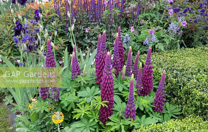 Morgan Stanley Healthy Cities garden - mixed herbaceous border with Lupinus 'Masterpiece',  Salvia nemerosa 'Caradonna', Camassia, Buxus sempervirens 
