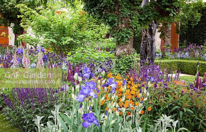 Iris, geums, salvias and verbascum in the Morgan Stanley Healthy Cities Garden. 
