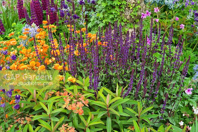 The Morgan Stanley Healthy Cities Garden. Planting combination of Geum 'Prinses Juliana', Salvia nemorosa cv, Euphorbia 'Fireglow'