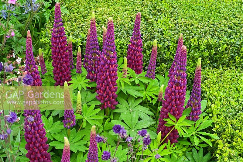 The Morgan Stanley Healthy Cities Garden. Lupinus 'Masterpiece' and Aquilegias against Box hedge - Buxus sempervirens