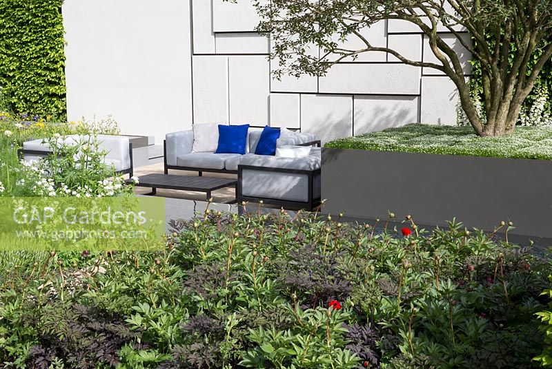 The Telegraph Garden - patio outdoor living space and garden furniture, concrete textured wall, planting of Paeonia 'Buckeye Belle', Paeonia 'Inspecteur Lavergne' and multi stemmed Osmanthus x burkwoodii underplanted with , Sagina subulata, Carpinus betulus - Hornbeam hedge 