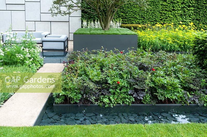 Geometric garden with Osmanthus x burkwoodii planted in grey cube carpeted with Sagina subulapa, with blocks of Doronicum x excelsum 'Harpur Crewe', Papaver 'Ladybird', Anthriscus sylvestris 'Ravenswing' and Peonies. 