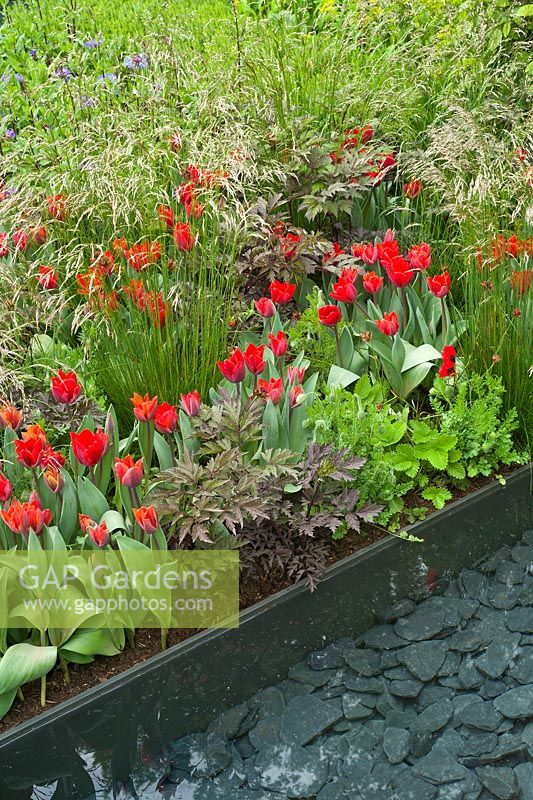 The Telegraph garden. Planting includes: Tulipa 'Couleur Cardinal',  Astrantia major 'Hadspen Blood', Papaver 'Ladybird', Deschampsia cespitosa