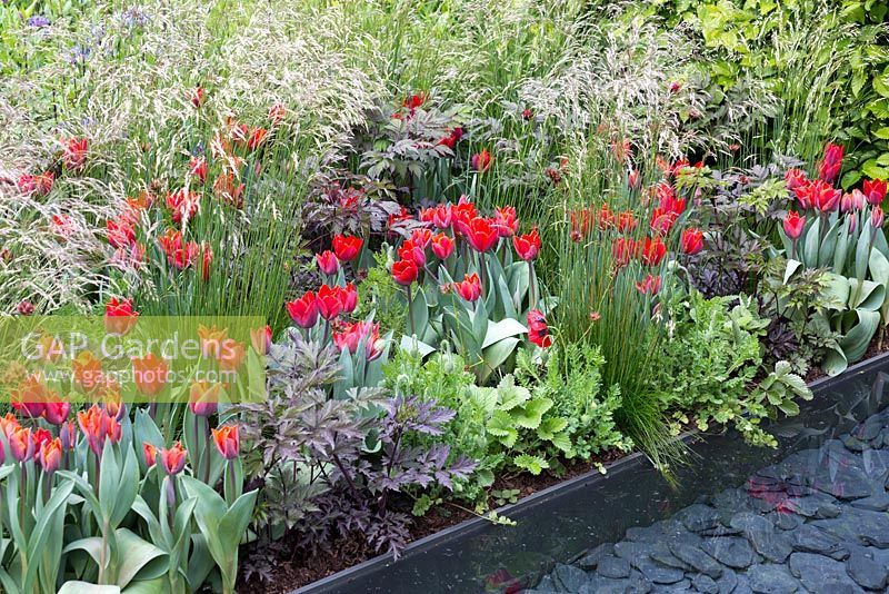 The Telegraph Garden. Detail of planting next to slate rill, featuring Tulipa 'Couleur Cardinal' and Deschampsia cespitosa. 