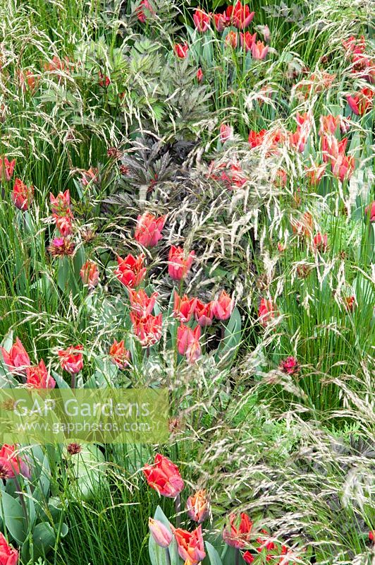 A drift of red tulips, Tulipa 'Red Hat' growing amongst tall grass.  The Telegraph Garden. RHS Chelsea Flower Show, 2015