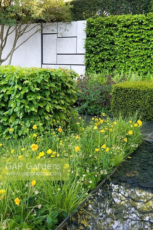 Geometric borders. Straight lines inspired by Mondrian and the de Stijl Movement. Concrete back wall Hornbeam hedges in blocks. Geum, grasses and meconopsis cambrica. yellow.  The Telegraph Garden, RHS Chelsea Flower Show 2015