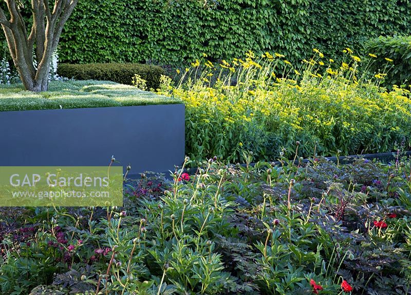 Planting of Paeonia 'Buckeye Belle', Paeonia 'Inspecteur Lavergne', Doronicum x excelsum 'Harpur Crewe' and Euphorbia polychroma, Papaver - poppy. RHS Chelsea Flower Show, 2015