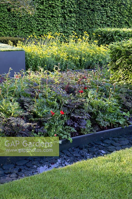 The Telegraph Garden - planting of Paeonia 'Buckeye Belle', Paeonia 'Inspecteur Lavergne', Doronicum x excelsum 'Harpur Crewe' and Euphorbia polychroma, Papaver - poppy, water rill
