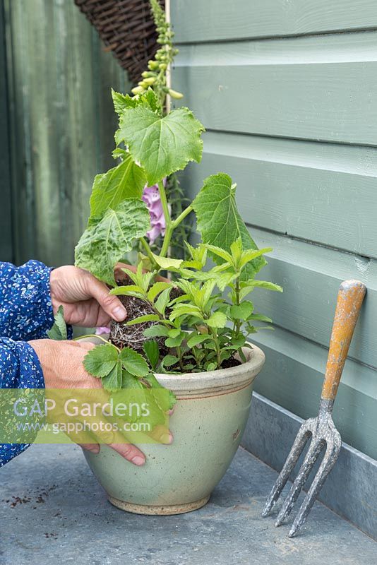 Planting up pot with three essential ingredients: Mint, Cucumber and Strawberry.