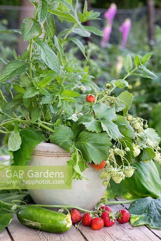 Pot containing three essential ingredients ready for harvesting: Mint, Cucumber and Strawberry.