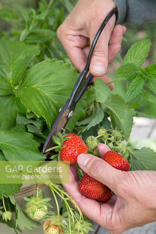 Harvesting Strawberries for the second ingredient