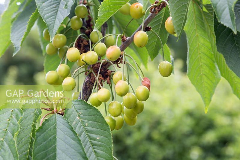 Prunus avium 'Stella' - Developing fruit of cherry