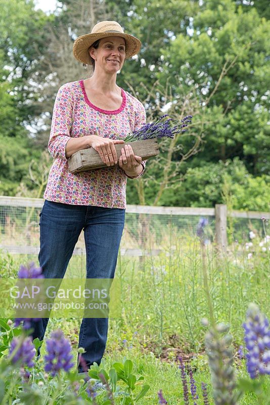 Woman carrying a trug of freshly cut Lavandula angustifolia 'Hidcote'