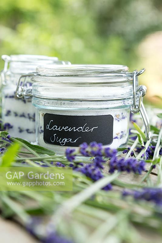 Glass jars containing Lavender Sugar made from Lavandula angustifolia 'Hidcote' flowers