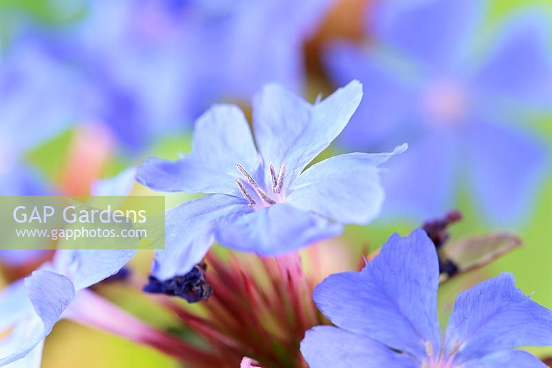 Ceratostigma plumbaginoides AGM - Hardy blue-flowered leadwort 