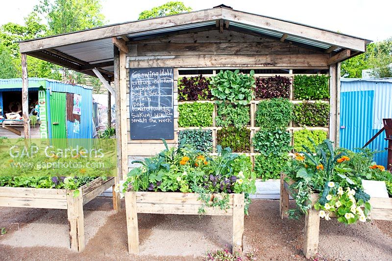 Wooden garden house with growing wall containing Lettuce - Lollo Rosso, Cabbage, Beet leaves, Spinach, Peas, Tomato. Three wooden containers filled with all kind of vegetables and calendula.
