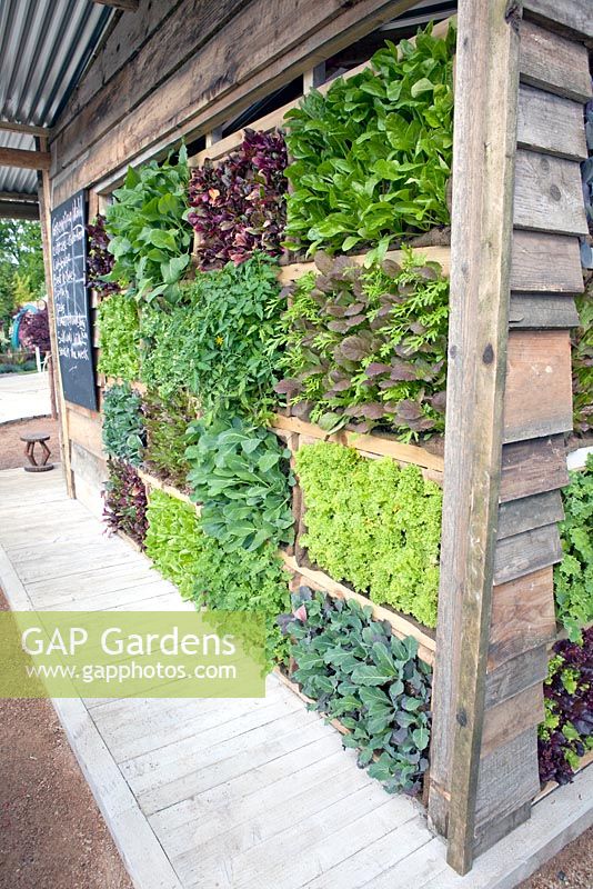 Wooden garden house with growing wall containing Lettuce - Lollo Rosso, Cabbage, Beet leaves, Spinach, Peas,