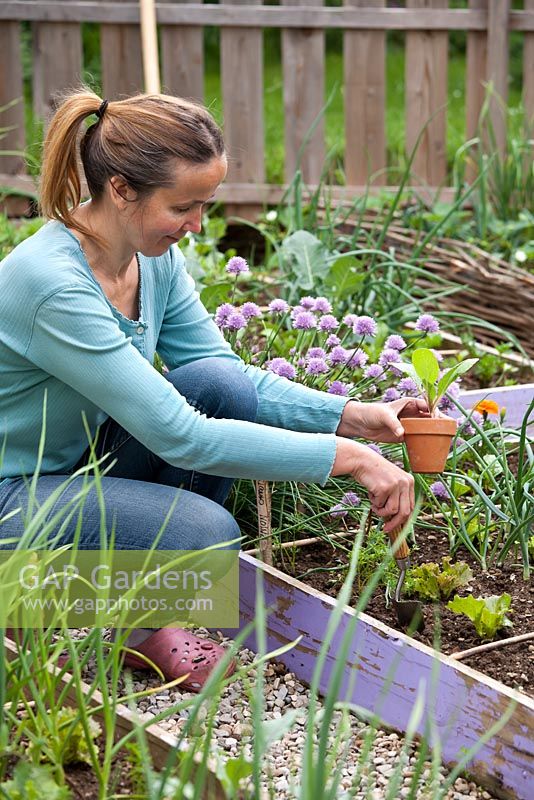Woman planting out Borago officinalis seedling in raised vegetable bed.