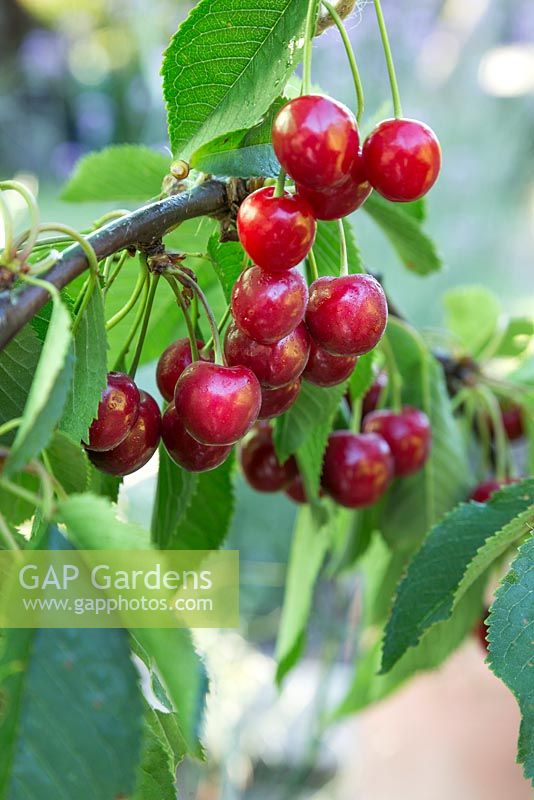Prunus avium. Ripe fruit of Cherry 'Stella'