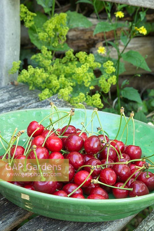Prunus avium. A bowl of harvested fruit Cherry 'Stella'