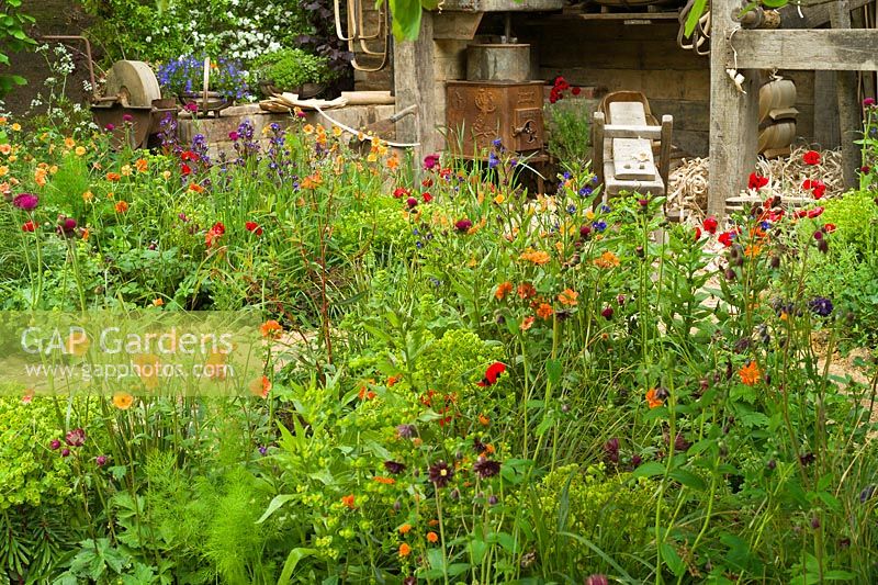 A Trugmaker's Garden.  Colourful cottage garden planting of Geum, Papaver, Euphorbia, Aquilegia, Cirsium rivulare 'Atropurpureum'. RHS Chelsea Flower Show 2015.