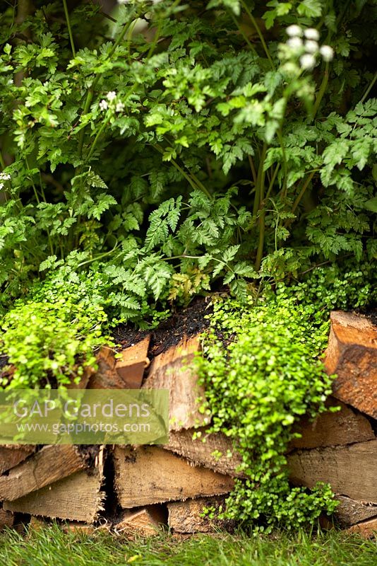Anthriscus sylvestris - Cow Parsley and Soleirolia soleirolii - Mind-your-own-business on low wall made of split logs. A Trugmaker's Garden.  