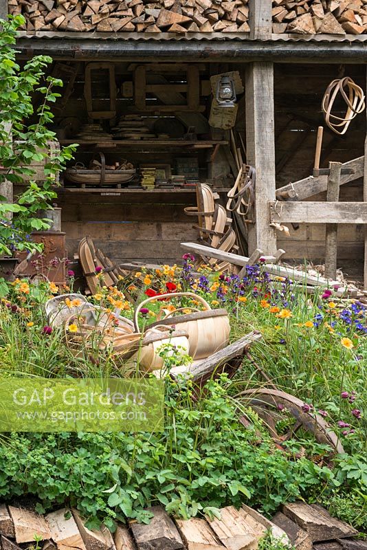 A Trugmaker's Garden, showing a traditional timber workshop edged in vibrant planting of poppies, geums, anchusa, cirsium and astrantia. 