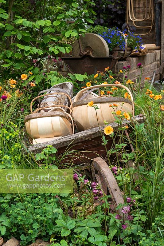A Trugmaker's Garden, showing trugs made from willow and sweet chestnut, amidst vibrant planting of poppies, geums, anchusa, cirsium and astrantia. 