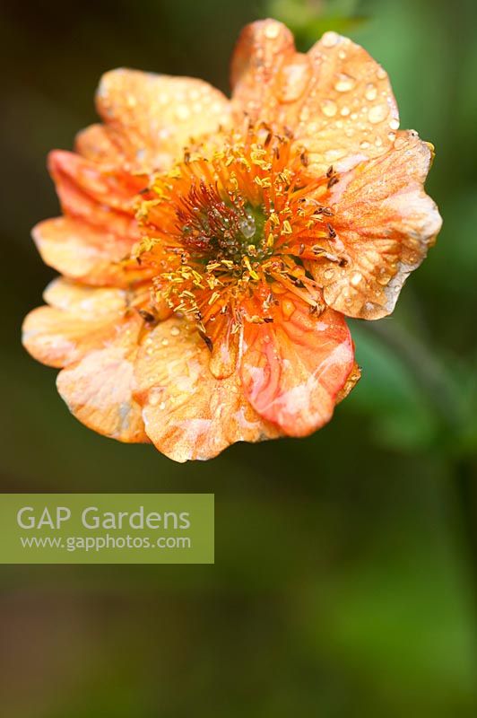  Geum 'Totally Tangerine'. A Trugmaker's Garden.  RHS Chelsea Flower Show, 2015