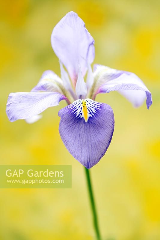 Iris unguicularis, March, Suffolk