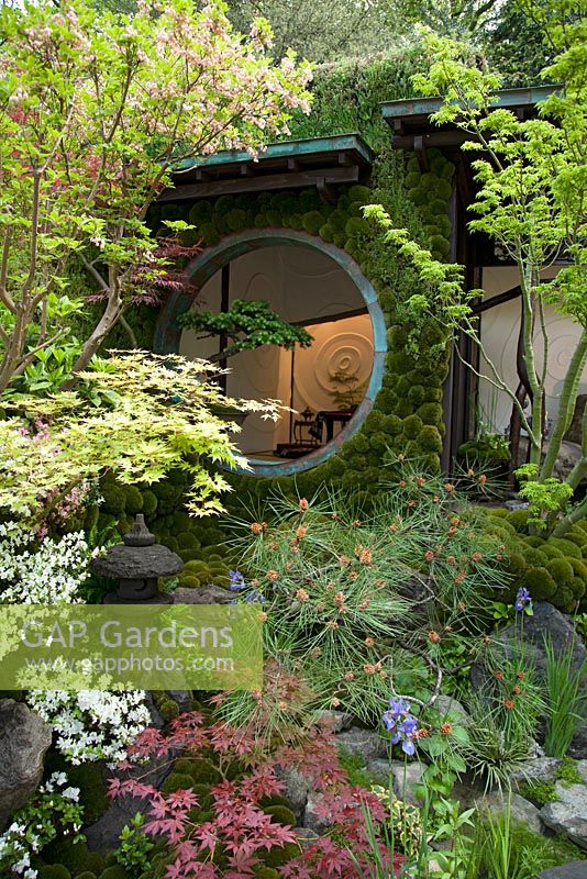 Edo no Niwa - Edo Garden.  View of the house with wall covered by  Leucobryum juniperoideum and old bonsai in a circural window,  surrounded by Pinus, Enkianthus campanulatus and Acer palmatum 'Little Princess',  RHS Chelsea Flower Show, 2015