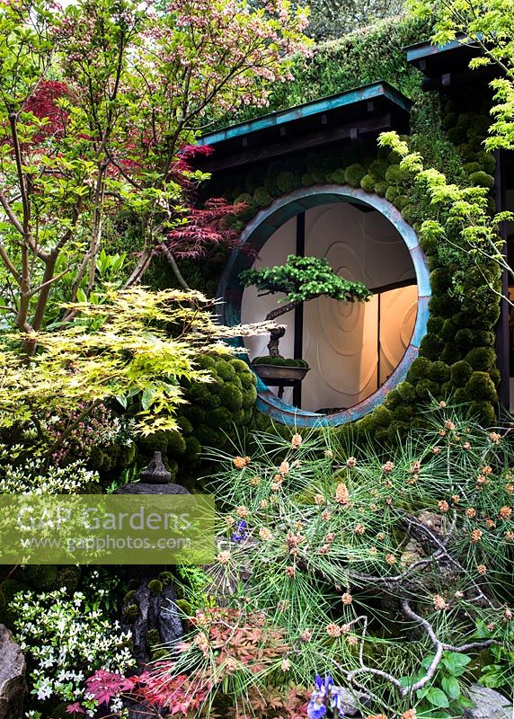 Edo no Niwa - Edo Garden. View of the house with wall covered by  Leucobryum juniperoideum and old bonsai in a circural window,  surrounded by Pinus, Enkianthus campanulatus and Acer palmatum 'Little Princess',  RHS Chelsea Flower Show, 2015