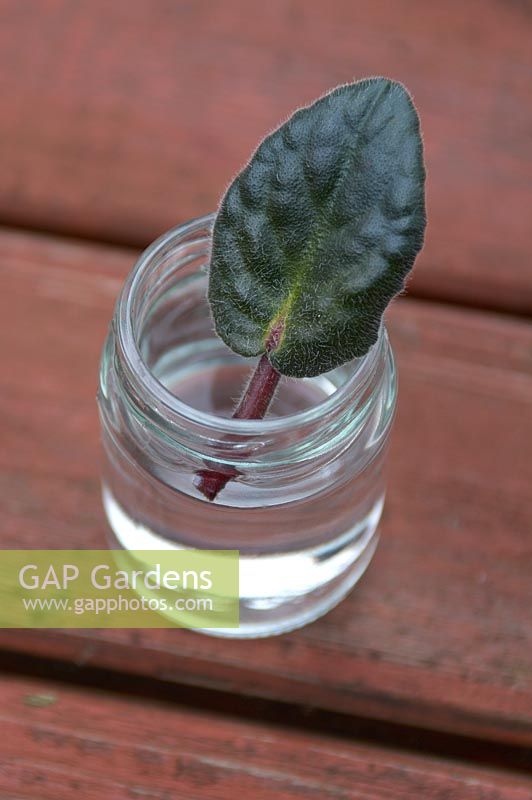 Taking Saintpaulia Cuttings - leave the leaf in a jar with water touching the base of the cutting. Avoid getting water on the leaf. Leave in a warm light place.