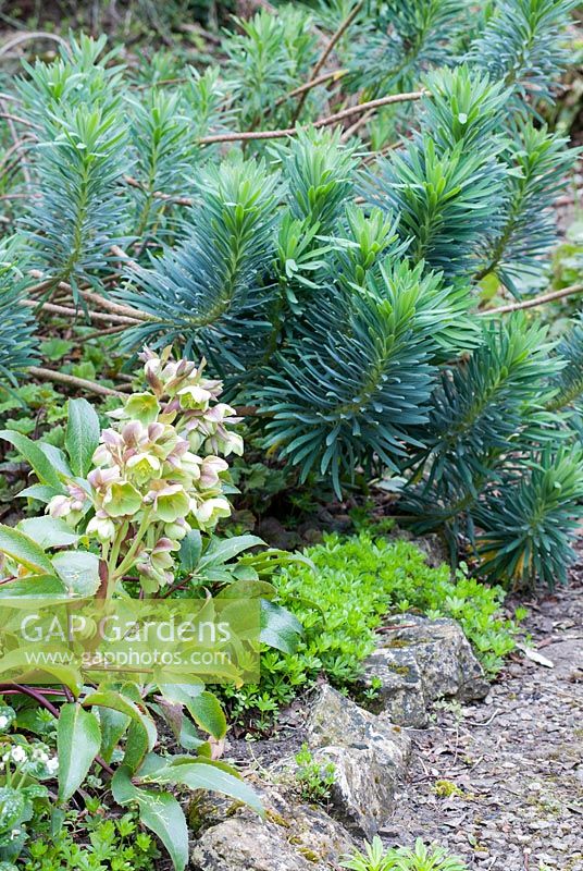 Spring border with Helleborus, Sweet Woodruff and Euphorbia foliage