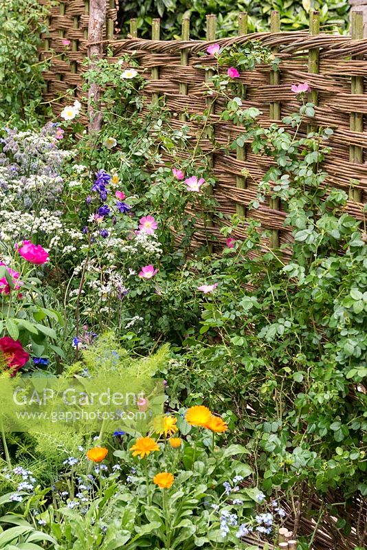 Wattle hurdles enclose a raised bed planted with roses, sage, marigold, fennel and aquilegia.  Runneymede Surrey Magna Carta 800th Anniversary Garden. RHS Chelsea Flower Show 2015