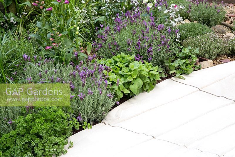 Portland stone path lined with herbs, parsley, french lavender, lemon balm, thyme - The Evaders garden. RHS Chelsea Flower Show, 2015
