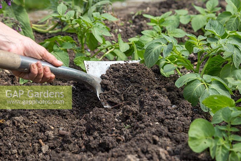 Earthing up Potatoes to encourage a better yield
