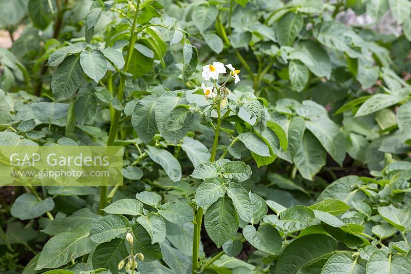 Solanum tuberosum 'Bonnie' flowering and ready for harvesting